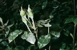 Mildew Disease