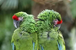Macaws Prints: Militaris Green Macaw