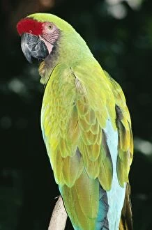 Images Dated 8th August 2005: Military Macaw Central America, Mexico to Argentina