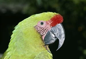 Military MACAW - Close up of head