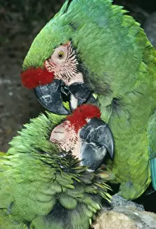 Military Macaw - Mutual preening. Threatened species. South America