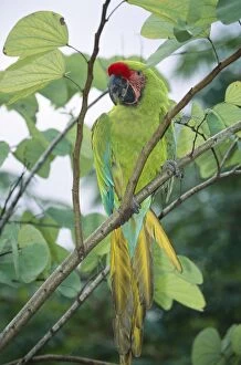 Military MACAW - perched on branch