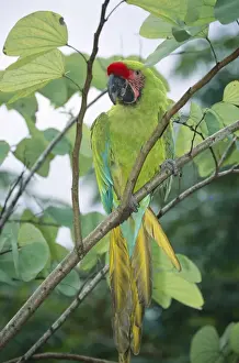 Military Macaw - perched on branch Central America, Mexico to Agentina