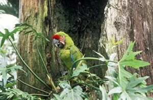 Military MACAW - perched in tree