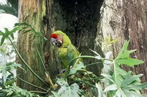 Macaws Prints: Military Macaw Perched in tree