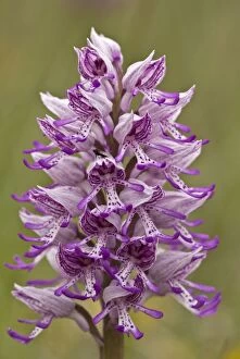 Military and Monkey Orchid Hybrid