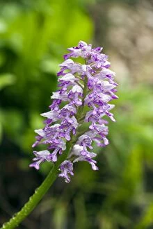 Images Dated 4th June 2012: Military orchid - close up of flower