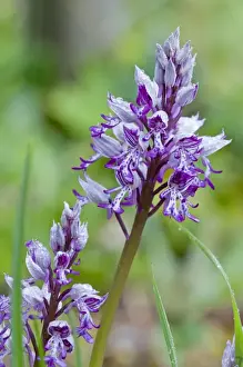Military Orchid - Rex Graham Reserve - Suffolk - England