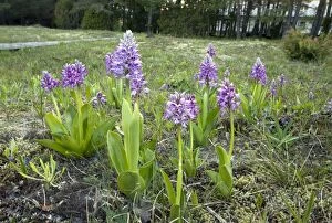 Images Dated 30th May 2011: Military Orchid or Soldier Orchid