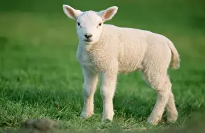 Sheep Prints: Milk Sheep - Texel Lamb resting