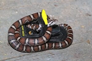 Milk Snake caught and rescued from mouse trap in basement
