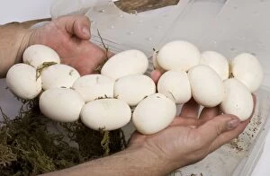 Milk Snake - eggs in hand