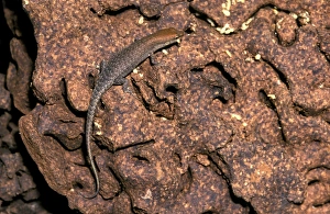 Milk termite - damaged nest mound, with skink preying on termites Milk termite - damaged nest mound, with skink preying on termites