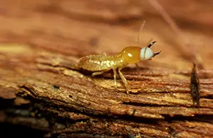 Termites Prints: Milk termite - producing milky fluid in defence