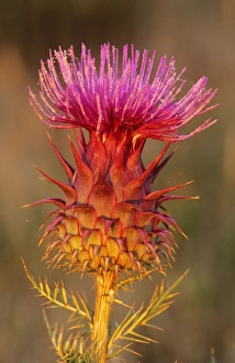 Images Dated 2nd March 2006: Milk Thistle - flowering Portugal