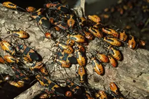 Bugs Prints: Milkweed Bug