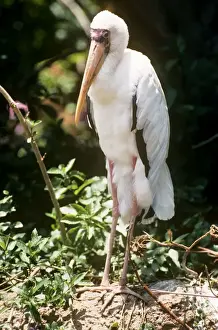 Milky Stork