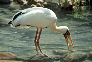 Milky Stork South East Asia Sumatra Java