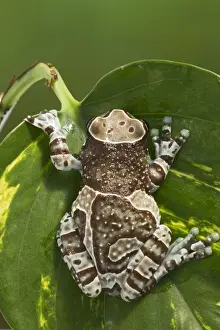 Behind Prints: Milky Tree Frog - on leaf 15328