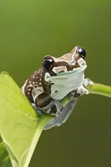 Tree Frogs Prints: Milky Tree Frog - on leaf 15329
