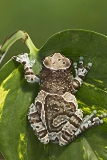 Milky Tree Frog - on leaf