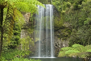 Images Dated 31st August 2008: Millaa Millaa Falls - idyllic waterfall plunges into a hugh pool in lush tropical rainforest