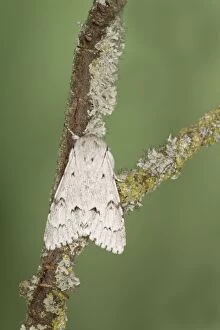 Images Dated 3rd July 2010: Miller Moth