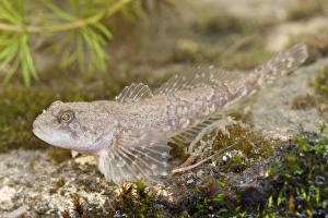 Images Dated 12th April 2009: Miller's Thumb / Bullhead - single fish photographed underwater lying on stones