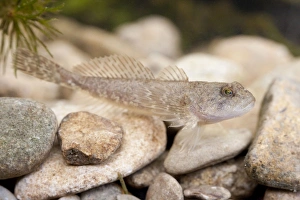 Images Dated 12th April 2009: Miller's Thumb / Bullhead - single fish photographed underwater lying on stones