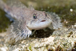 Images Dated 13th April 2009: Miller's Thumb / Bullhead - single fish lying on stones
