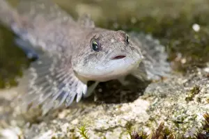 Natural World Prints: Miller's Thumb / Bullhead - single fish lying on stones