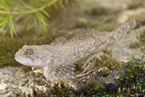 Miller's Thumb / Bullhead - single fish photographed underwater lying on stones