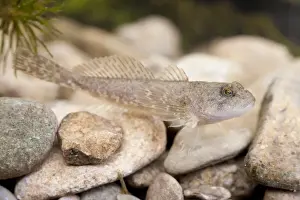 Miller's Thumb / Bullhead - single fish photographed underwater lying on stones