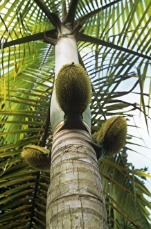 Images Dated 6th April 2009: Millionaire's Salad Tree - Palm nuts on millionaire's salad trunk also known as: chou palmiste