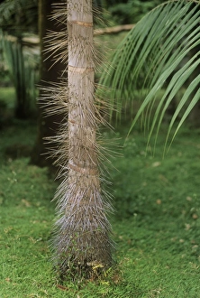 Images Dated 6th April 2009: Millionaire's Salad Tree - spines on trunk Also known as: chou palmiste, palmiste