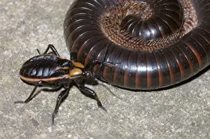 Millipede Assassin bug - Mature nymph attacking millipede