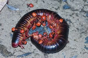 Images Dated 4th January 2006: Millipede Assassin - Nymphs feeding on millipede