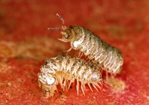 Millipede - Britain s rarest species - Male courting female
