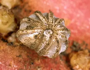 Curled Up Prints: Millipede - Britain's rarest species rolled into a ball Red Data Book species (2 mm diameter) Location