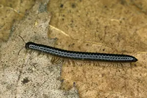 Millipede Prints: Millipede JLM 409 Cylindroiulus sp. © J. L. Mason / ARDEA LONDON