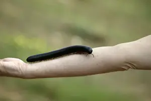 Millipede Prints: Millipede Namibia