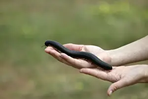 Millipede Namibia