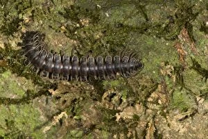 Images Dated 4th October 2011: Millipede - on tree trunk