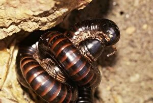Images Dated 26th April 2005: Millipedes - mating