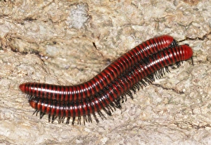 Images Dated 26th April 2005: Millipedes - mating