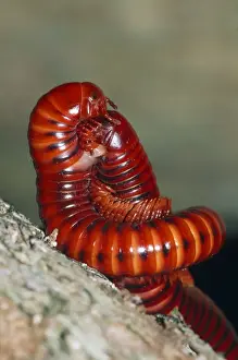 Curled Up Prints: Millipedes - mating Kwazulu Natal, South Africa