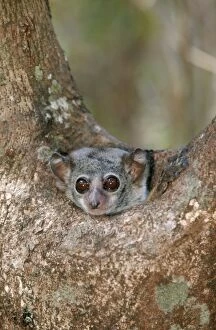 Milne-Edward Wessel Lemur - peer from tree