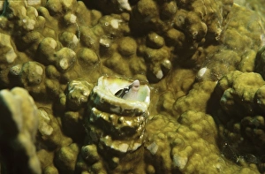Papua New Guinea Collection: Mimic blenny Papua New Guinea HED00006