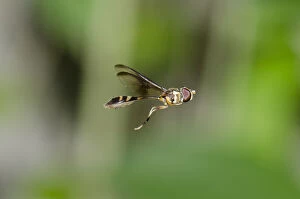 Syrphid Fly Gallery: Mimic Hoverfly - mimicking a thin-waisted Sphecid wasp in flight - Klungkung, Bali