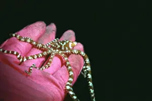 Octopus Prints: Mimic Octopus - Found in sandy areas
